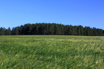 Field of green wheat ears