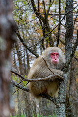 red faced snow monkey on tree in Kamikochi, Japanese Alps, Chubu Sangaku National Park
