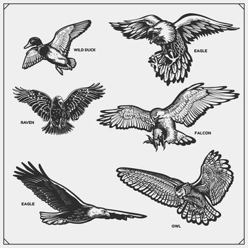 Set of birds. Raven, eagle, owl, falcon, hawk and duck.
