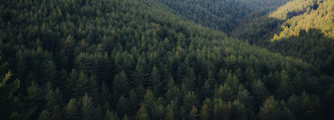 Panoramic landscape of pine tree forest 