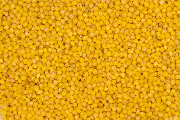 Yellow millet background