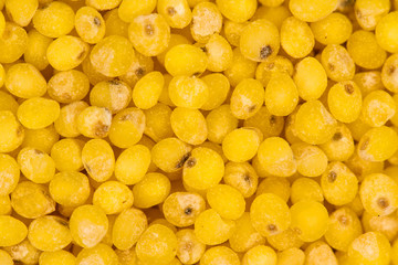Yellow millet background