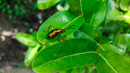 emerald green beetle, weevil