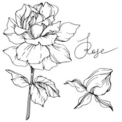Vector Rose flower. Isolated rose illustration element. Black and white engraved ink art.