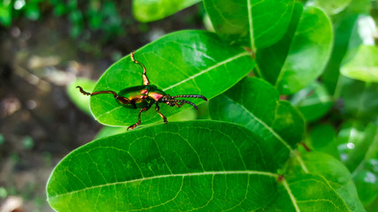emerald green beetle, weevil