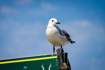 seagull on post