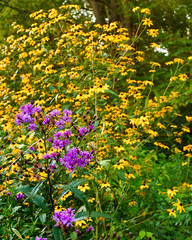 purple and yellow wild flowers 
