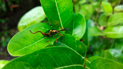 emerald green beetle, weevil