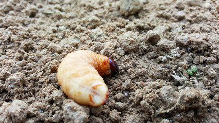sago worm, larvae from the red palm weevil on soil