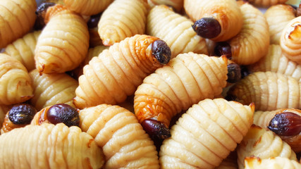 sago worm, larvae from the red palm weevil