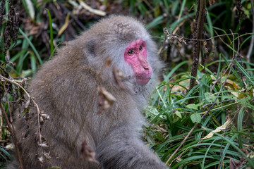 Obraz premium red faced snow monkey in Kamikochi, Japanese Alps, Chubu Sangaku National Park