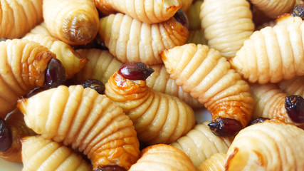 sago worm, larvae from the red palm weevil