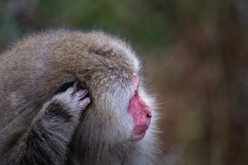 Fototapeta na wymiar red faced snow monkey in Kamikochi, Japanese Alps, Chubu Sangaku National Park