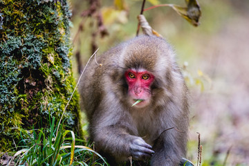 Obraz premium red faced snow monkey in Kamikochi, Japanese Alps, Chubu Sangaku National Park