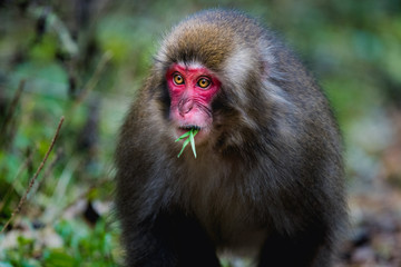 Obraz premium red faced snow monkey in Kamikochi, Japanese Alps, Chubu Sangaku National Park