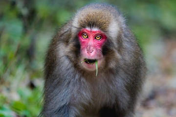 Obraz premium red faced snow monkey in Kamikochi, Japanese Alps, Chubu Sangaku National Park