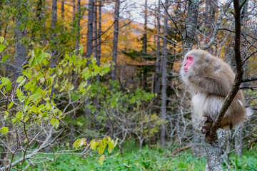 red faced snow monkey on tree in Kamikochi, Japanese Alps, Chubu Sangaku National Park