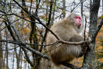 red faced snow monkey on tree in Kamikochi, Japanese Alps, Chubu Sangaku National Park