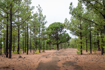 Beautiful forest at Chinyero circular trekking route, Tenerife