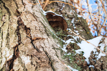 the oyster mushroom in winter with snow . mushrooms in the winter on a tree . 