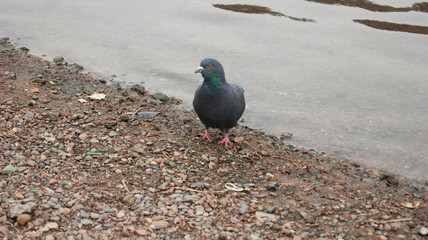 pigeon