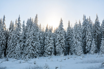 spruce snowy forest in the mountains, sunlight through trees