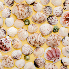 background of sea shells. flat lay, top view