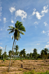Fototapeta premium Glowing of Cassava Plantation and the blue sky background