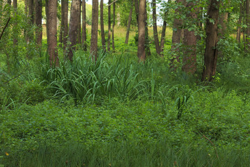 Wet place under alders in summer.