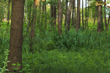 Wet place under alders in summer.