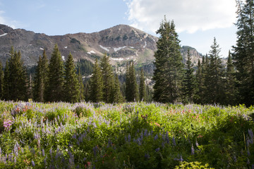 Albion Basin, Wasatch Mountains, Utah