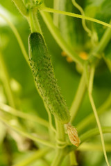 one small green cucumber in a greenhouse