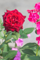 pink rose on a light background
