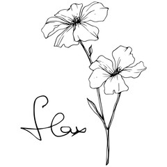 Vector. Isolated flax flower illustration element. Spring leaf wildflower. Black and white engraved ink art.
