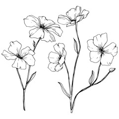 Vector. Isolated flax flower illustration element. Spring leaf wildflower. Black and white engraved ink art.