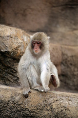 動物園の日本猿