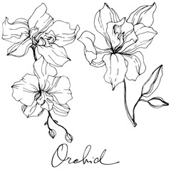 Vector Orchid. Floral botanical flower. Black and white engraved ink art. Isolated orchid illustration element.