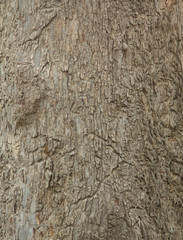 Wood bark texture eated by termites. background.