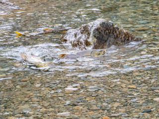 北海道 様似町 幌満川 サケ