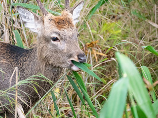 Fototapeta premium 北海道 釧路湿原 エゾシカ