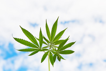 Young leaves of marijuana on sky background