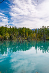 Dry tree and forest at Shirogane Blue Pond in Biei Town, Hokkaido, Japan. Biei town is located in the middle of Asahikawa city and Furano city.