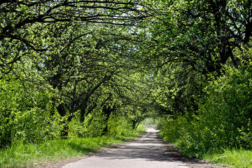 Mystical apple alley