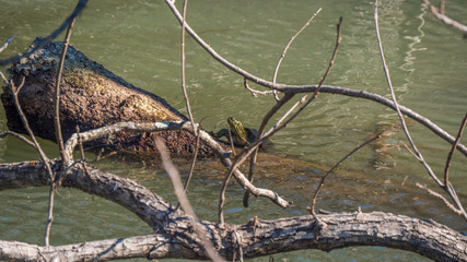 Red eared slider turtle climbing on a log in the murky water of a river