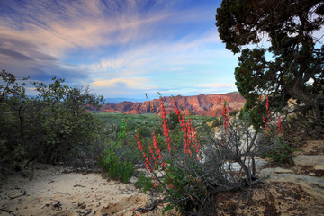 Red Penstemon wildflowers bloom in Snow Canyon State Park, Utah in southern Utah, near St George