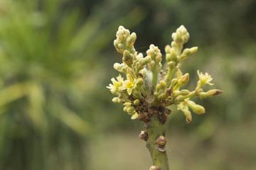Avocado flower on plant