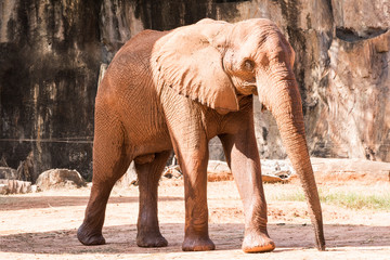 Picture african elephant,walking relax, play soil.