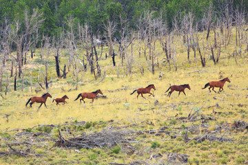 Wild mustangs gallop through the sagebrush in the Bible Springs Complex near Cedar City, Utah during a BLM gather operation in August 2017.