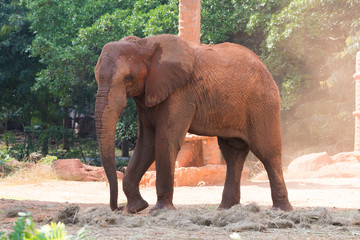 Picture african elephant,walking relax, play soil.