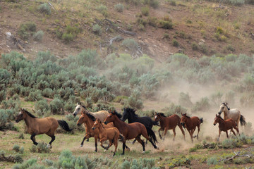 Wild mustangs gallop through the sagebrush in the Bible Springs Complex near Cedar City, Utah during a BLM gather operation in August 2017.